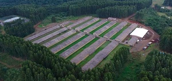 Marketing Verde: A importância de melhorar a imagem de sua granja